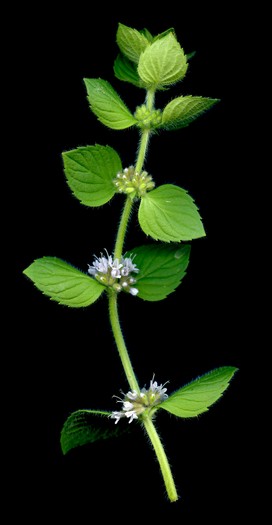 Mentha_arvensis_02.jpg