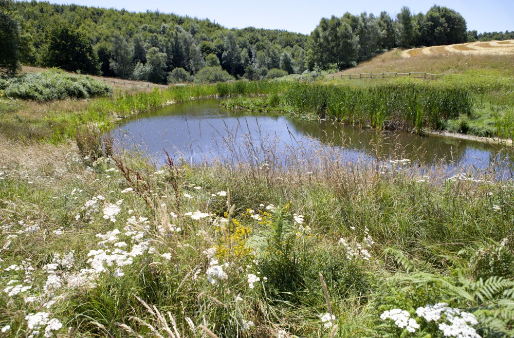 PV_Estiu2012_EstanyColl_44.jpg