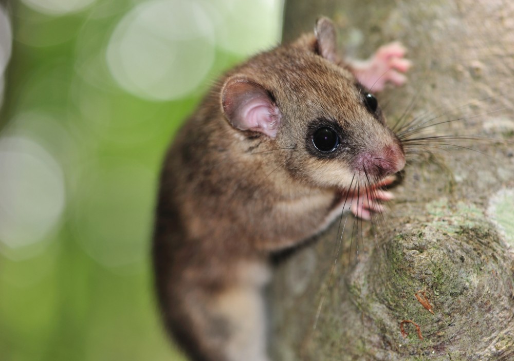 Glis_glis_2_web.jpg