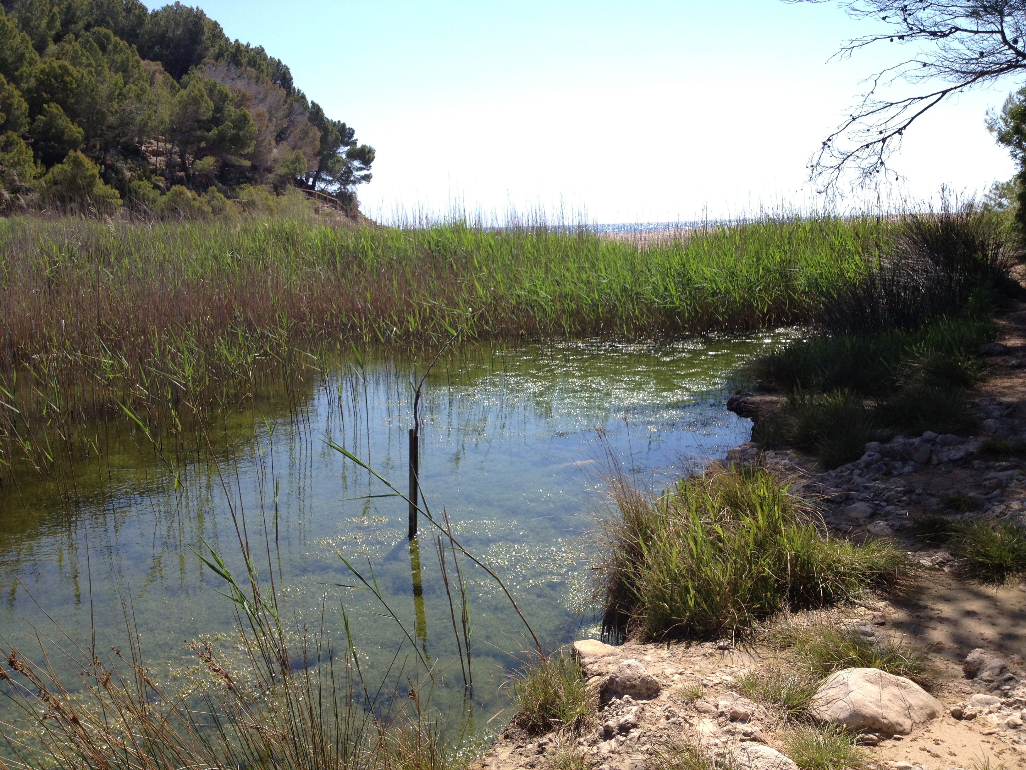 Llacuna del Torrent del Pi